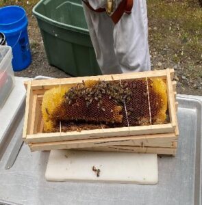 bee removals, bee removal cost