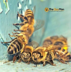 bee removal