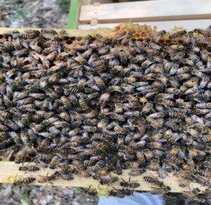 bee removal